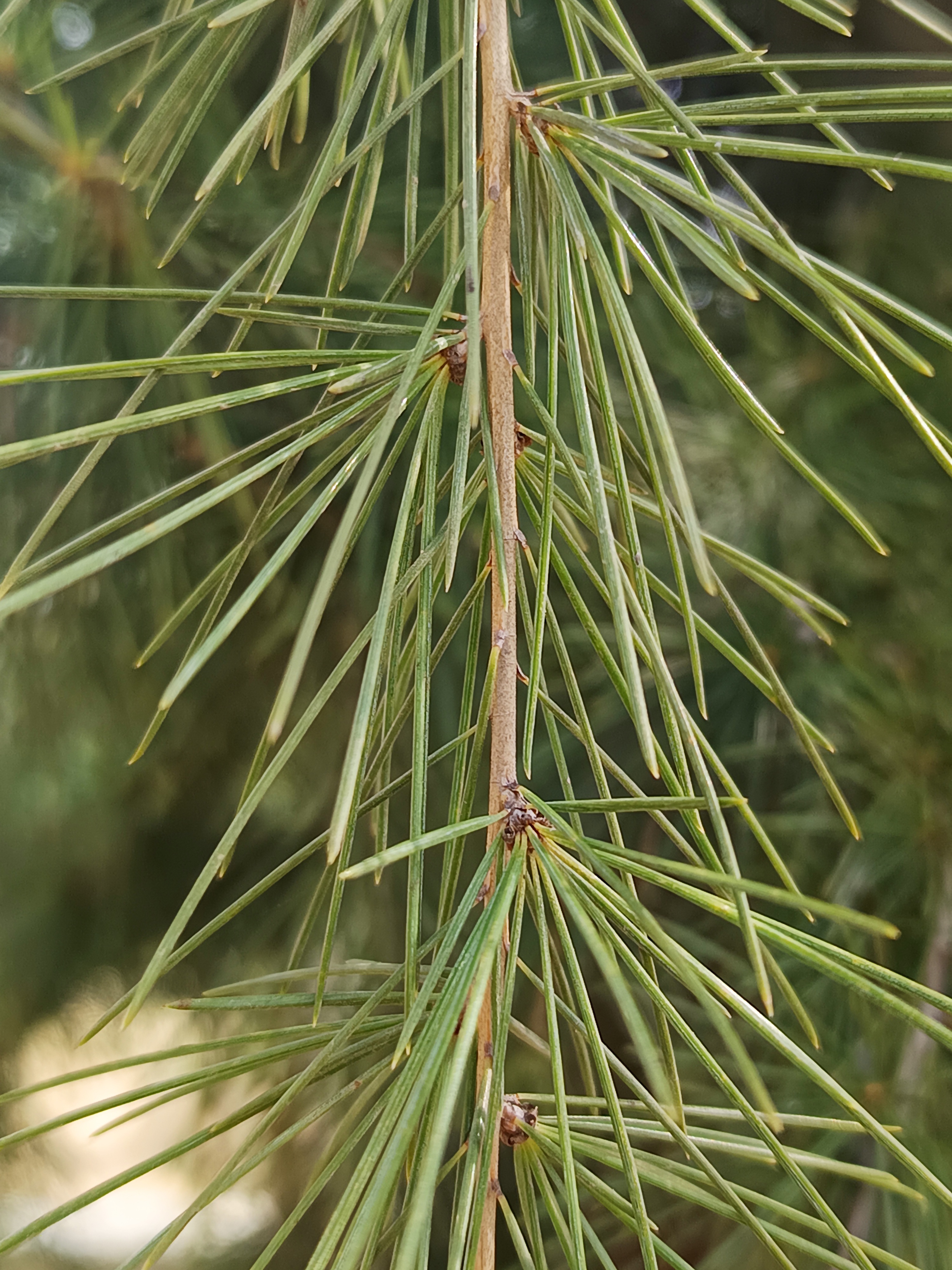 Pine Needles Detail